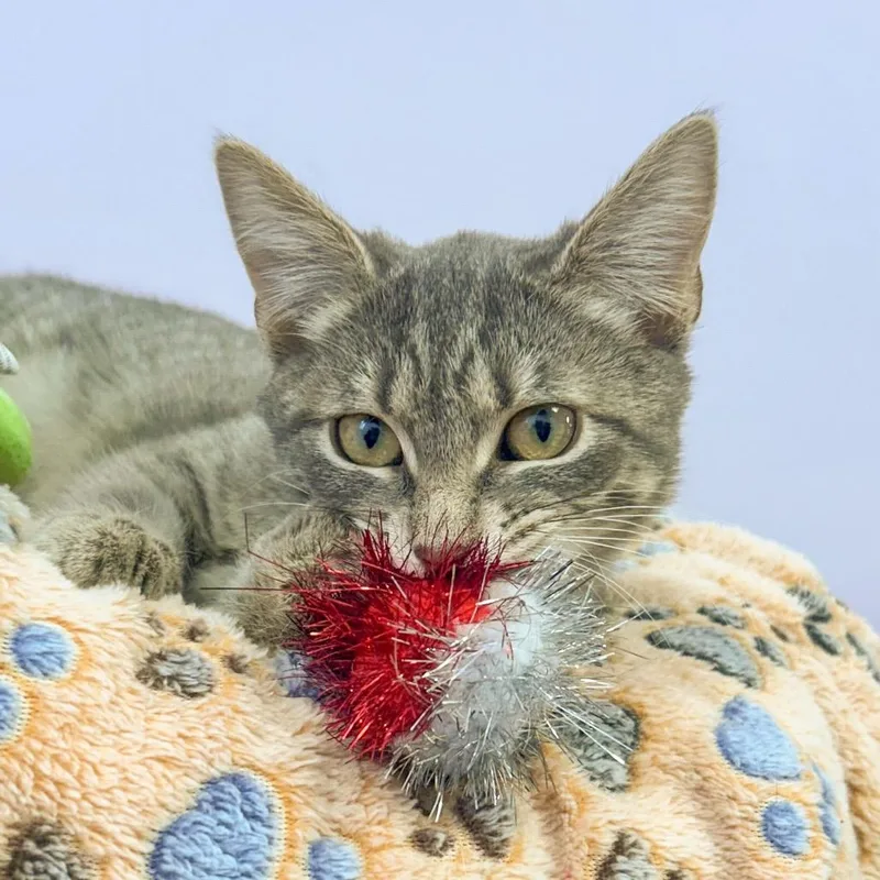 Whiskers thumbnail 2