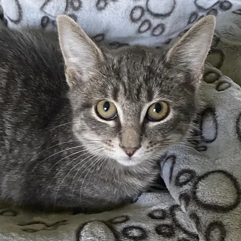 Whiskers thumbnail 3