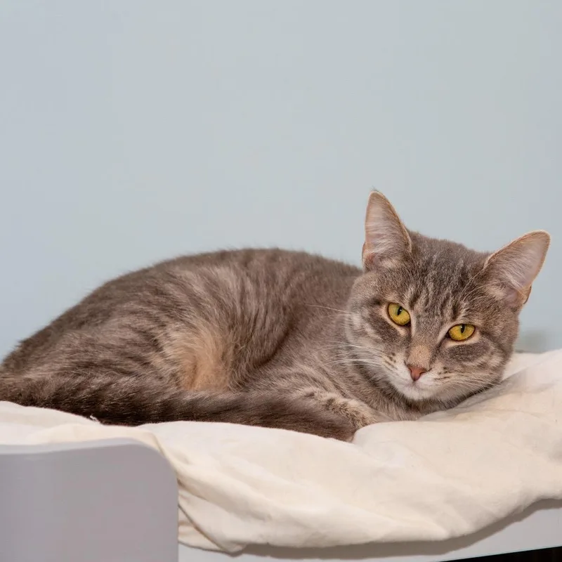 Whiskers thumbnail 4