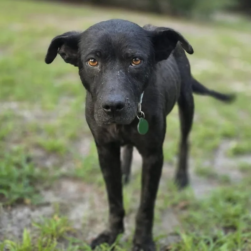 An adult medium-sized female Black Mixed Breed dog named Senora for adoption in Columbia, SC