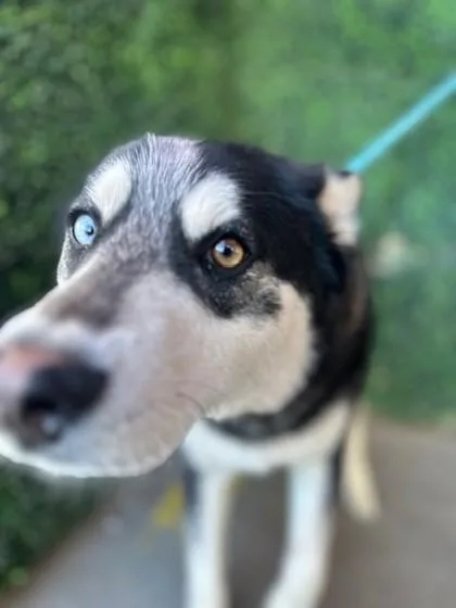 An adult large-sized male White / Cream Husky dog named Lobo for adoption in El Paso, TX