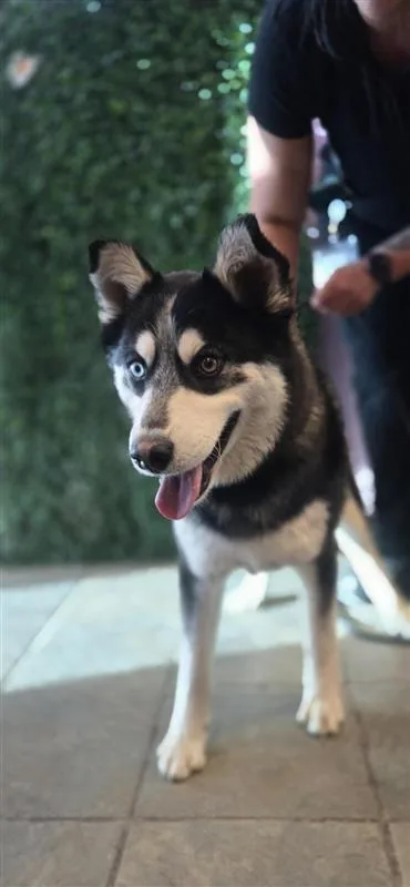 Lobo thumbnail 2