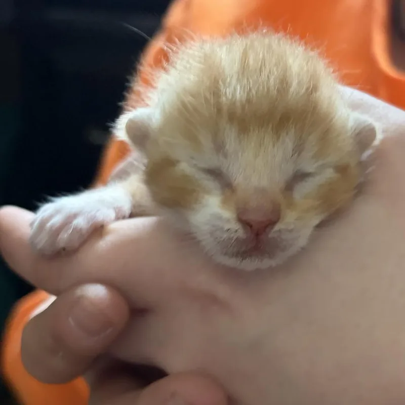 A baby small-sized male Orange / Red Domestic Short Hair cat named Tamale for adoption in Monroe, MI