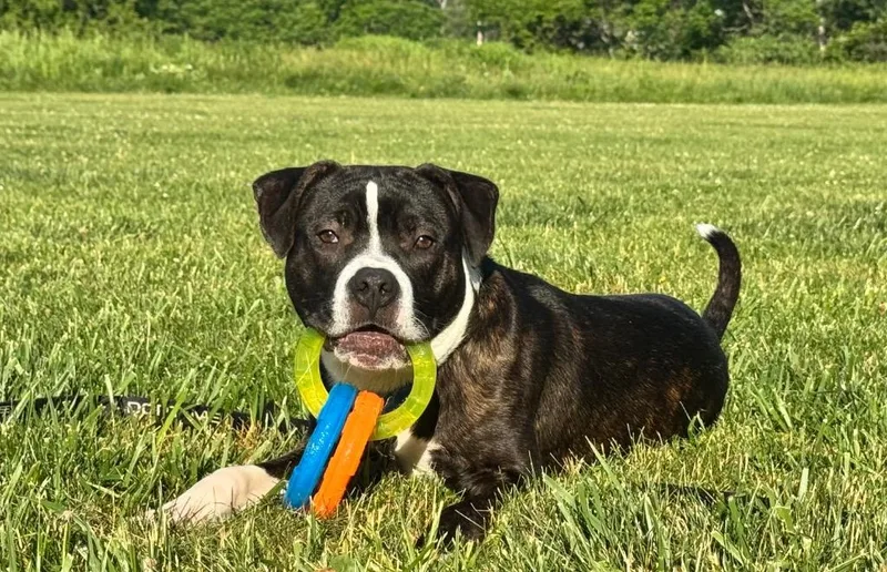 A baby medium-sized male Pit Bull Terrier dog named Louis for adoption in Gloversville, NY