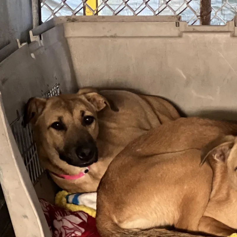 Squirrel Girl thumbnail 2