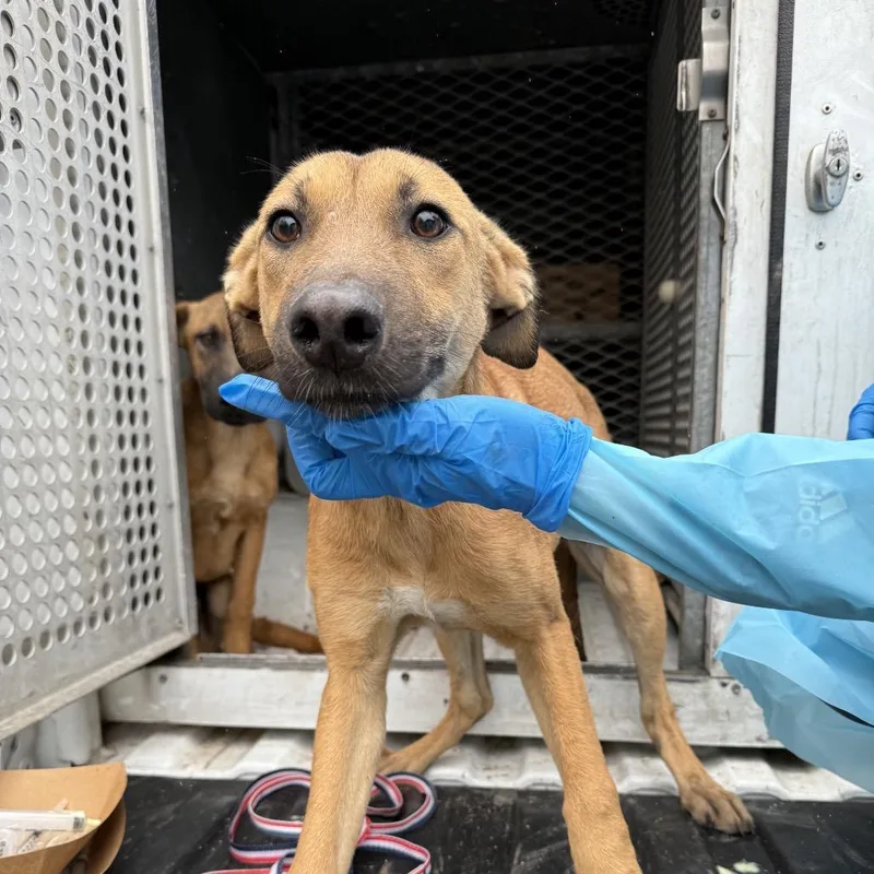 Squirrel Girl thumbnail 3