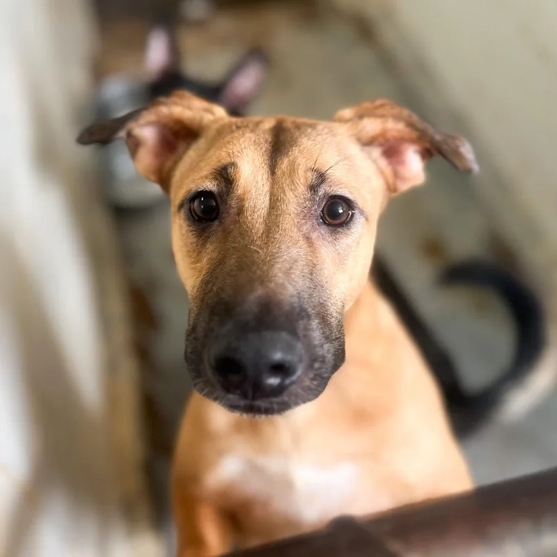 Squirrel Girl thumbnail 4