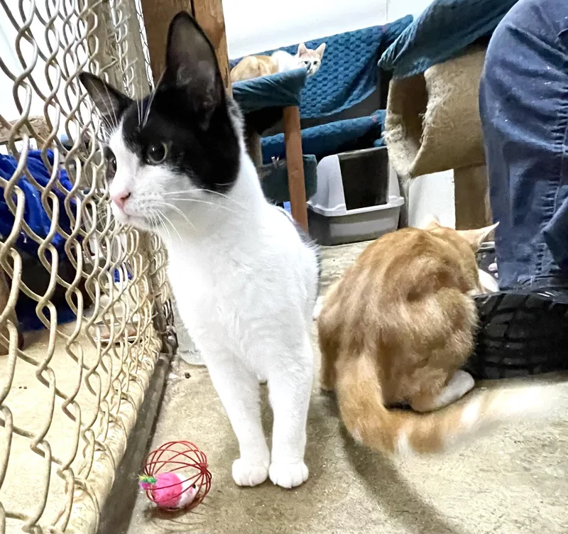 Hesitate thumbnail 4