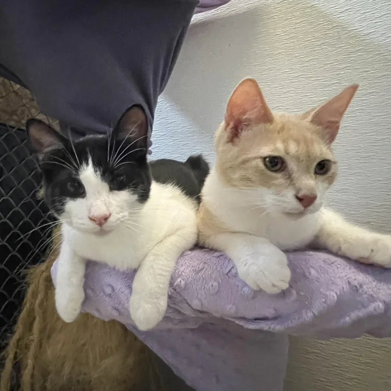 Hesitate thumbnail 6