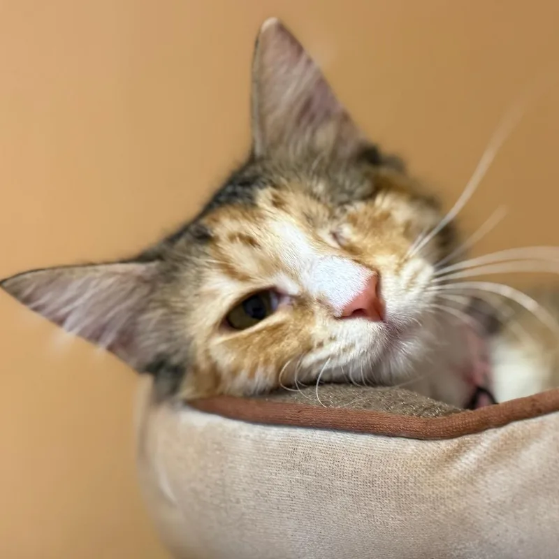 A young small-sized female Calico Domestic Short Hair cat named Lami for adoption in Tucson, AZ