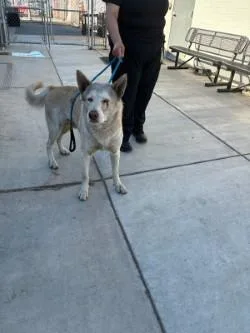 An adult extra large-sized male German Shepherd Dog dog named Maximus for adoption in Stockton, CA
