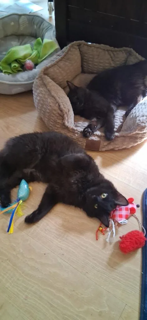 A baby small-sized male American Shorthair cat named Rhys for adoption in Hagaman, NY