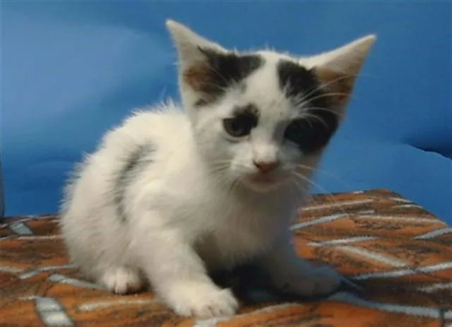 A baby small-sized female Domestic Short Hair cat named A for adoption in Gardena, CA