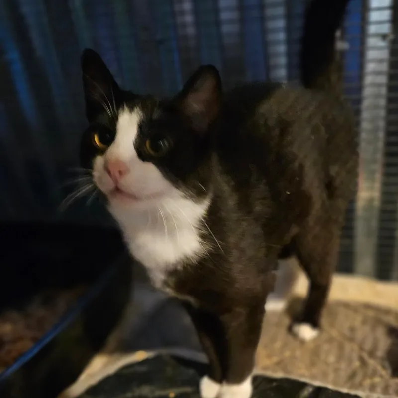 A young small-sized male Black Domestic Short Hair cat named Draco for adoption in Ringtown, PA