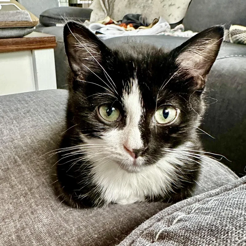 A baby small-sized male Black & White / Tuxedo Domestic Short Hair cat named Dj for adoption in Richmond, VA