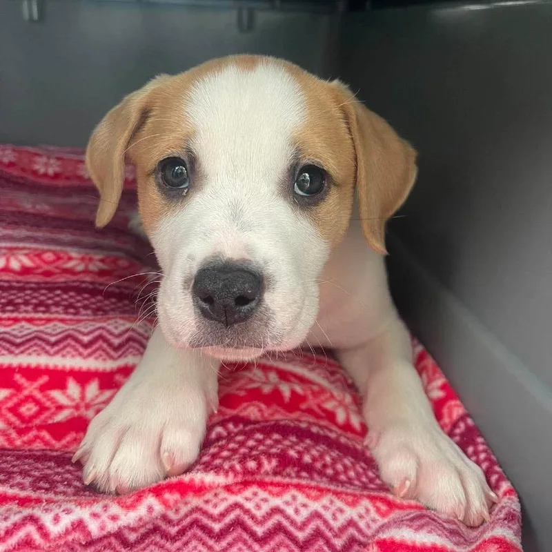 A baby small-sized male White / Cream Mixed Breed dog named Cliff for adoption in Buffalo, MN