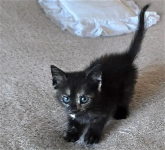 A baby small-sized female Domestic Short Hair cat named Brownie for adoption in Naples, FL