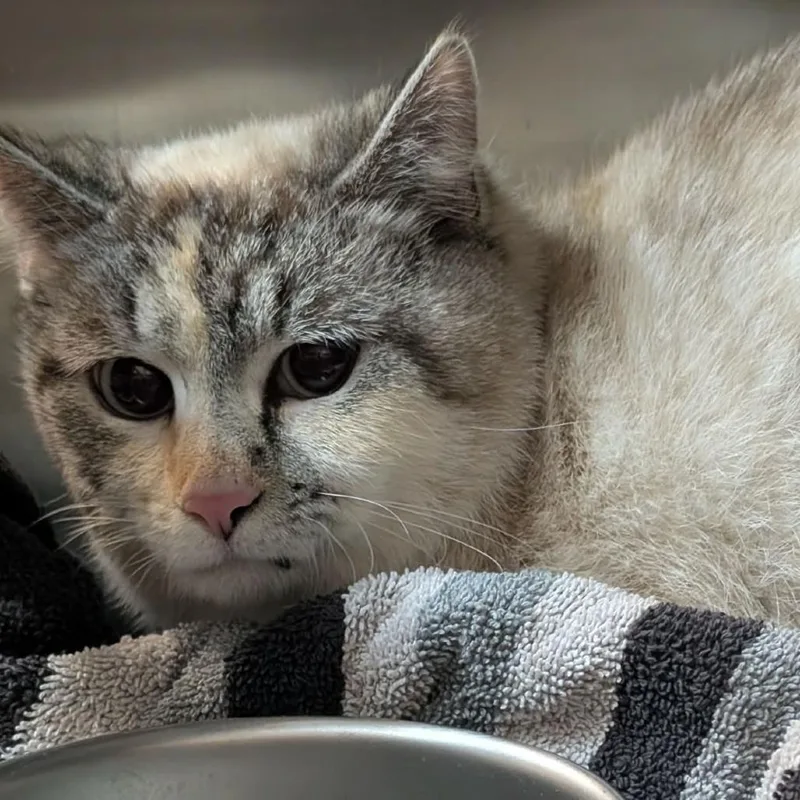 An adult medium-sized female Gray / Blue / Silver Domestic Short Hair cat named Brie for adoption in Shinnston, WV