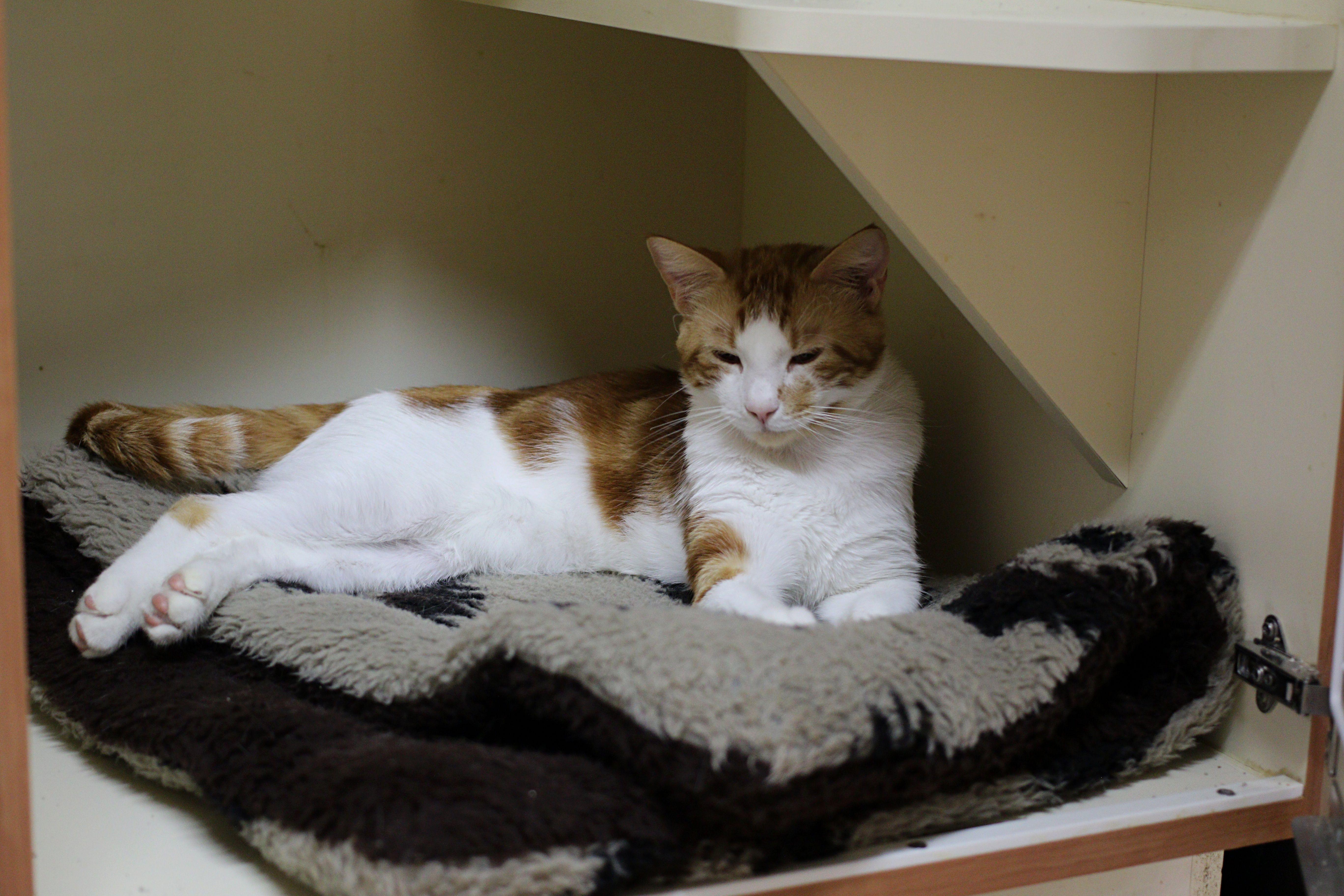 A young medium-sized male Orange & White Domestic Short Hair cat named Vincent for adoption in Portland, OR