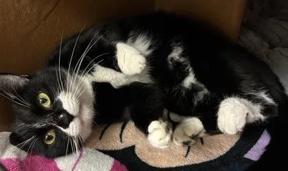 An adult small-sized female Domestic Short Hair cat named Elowen for adoption in Phoenix, AZ