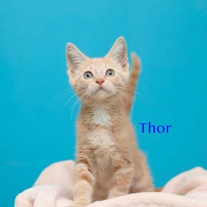 Thor