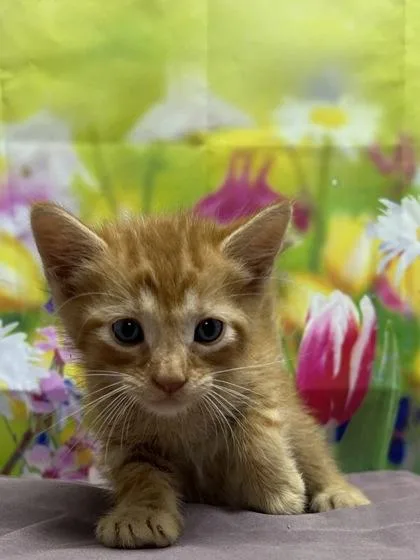 A young small-sized male Domestic Short Hair cat named Ted for adoption in San Antonio, TX