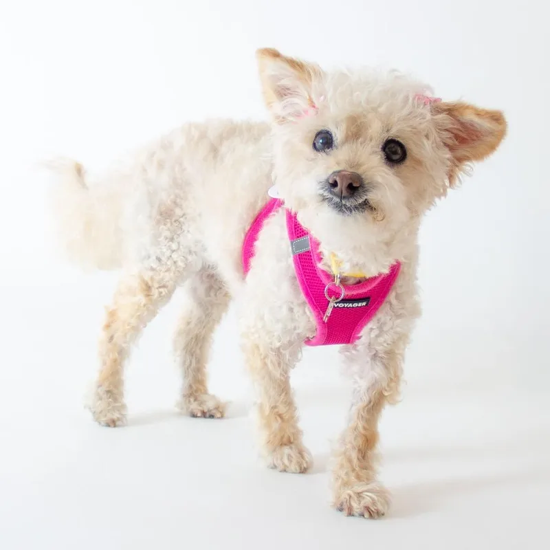 A senior small-sized female White / Cream Poodle dog named Lemon Lime for adoption in San Francisco, CA