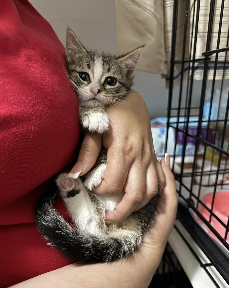 A baby small-sized female Tabby (Gray / Blue / Silver) Domestic Short Hair cat named Lily for adoption in South Richmond, NY