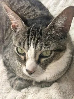 An adult medium-sized male Domestic Short Hair cat named Pine Cone for adoption in Irving, TX