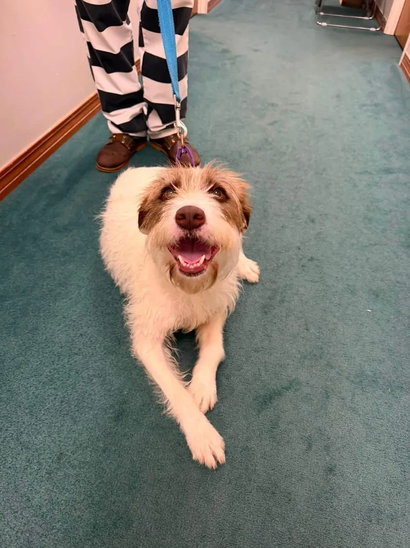 A young medium-sized female White / Cream Wirehaired Terrier dog named Rosie for adoption in Semmes, AL