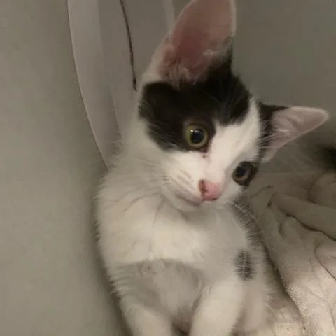 A baby small-sized female White Domestic Short Hair cat named Angelica for adoption in Dayton, OH