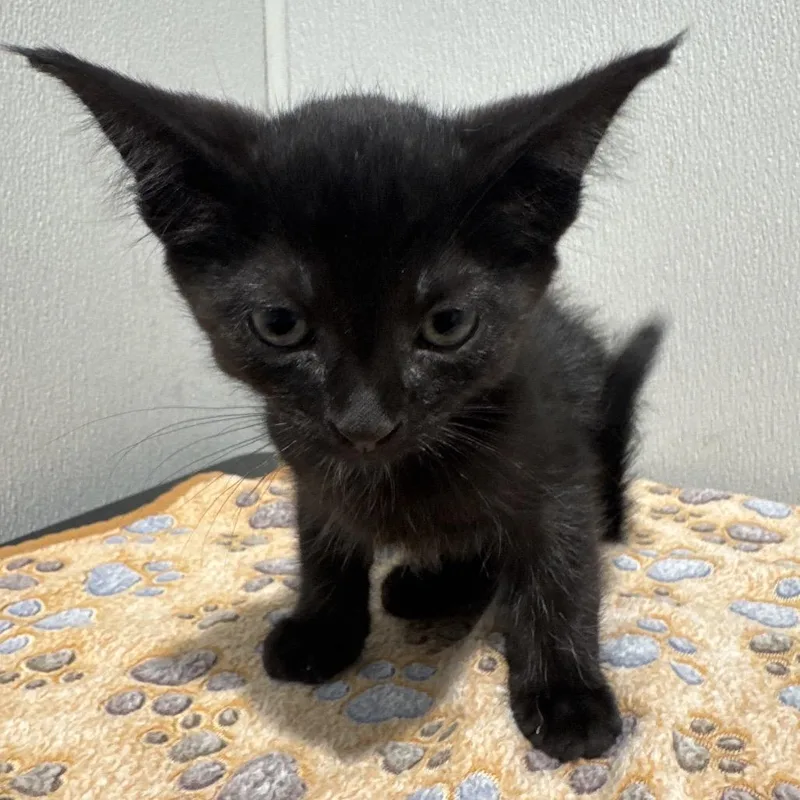 A baby small-sized male Black Domestic Short Hair cat named Polly for adoption in Clearwater, FL