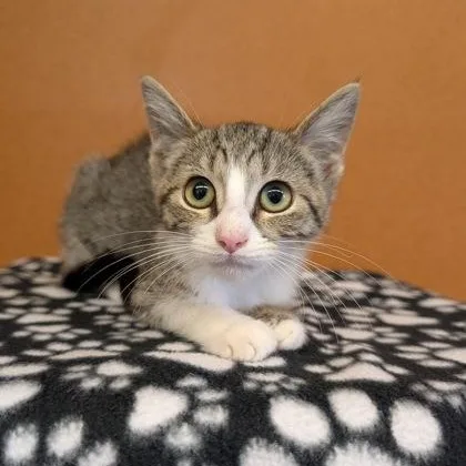 A baby small-sized female Tabby (Brown / Chocolate) Domestic Short Hair cat named Mercedes for adoption in Rochester, MN