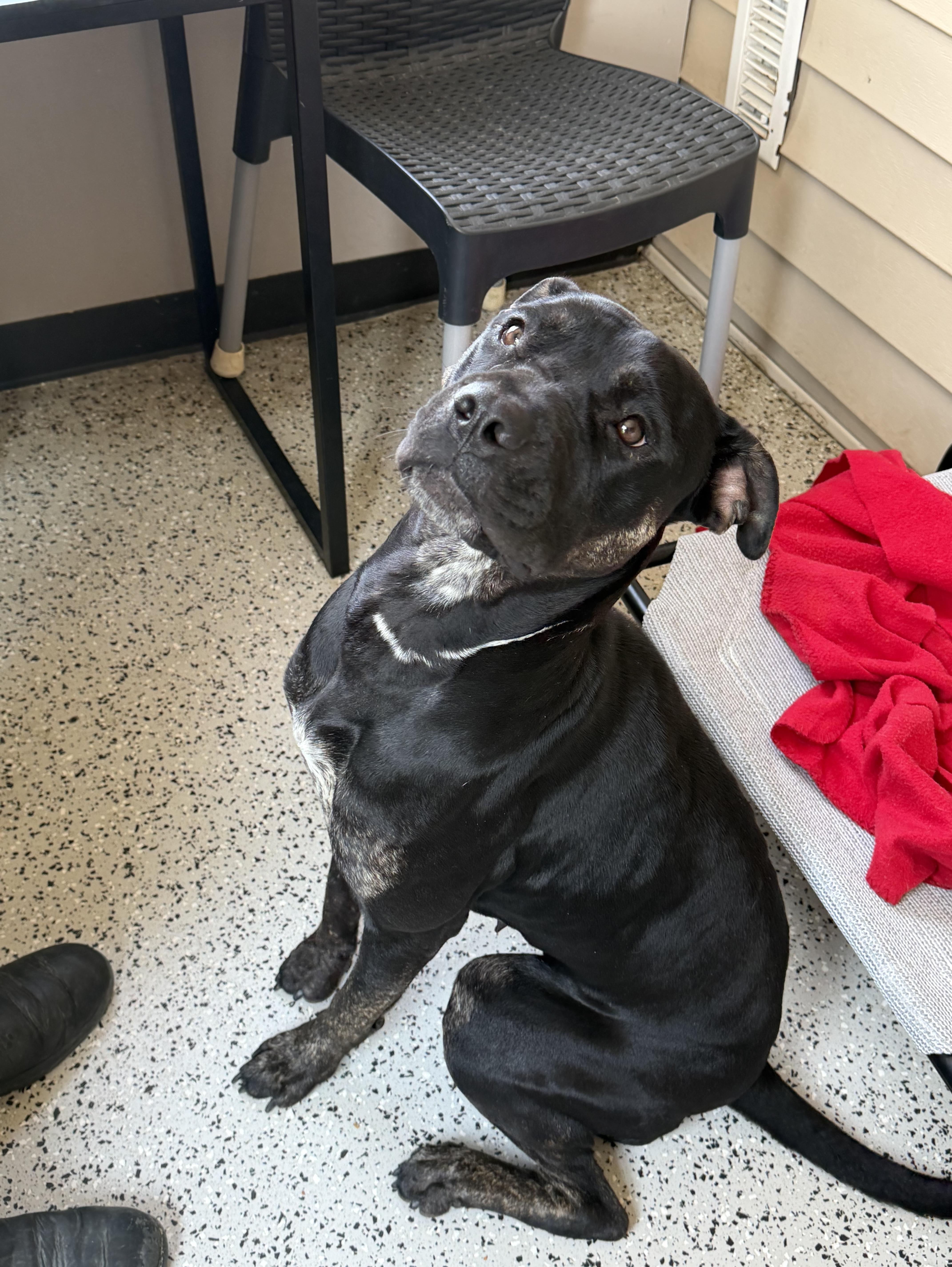 A young medium-sized female Mixed Breed dog named Marcy for adoption in Oxford, MI