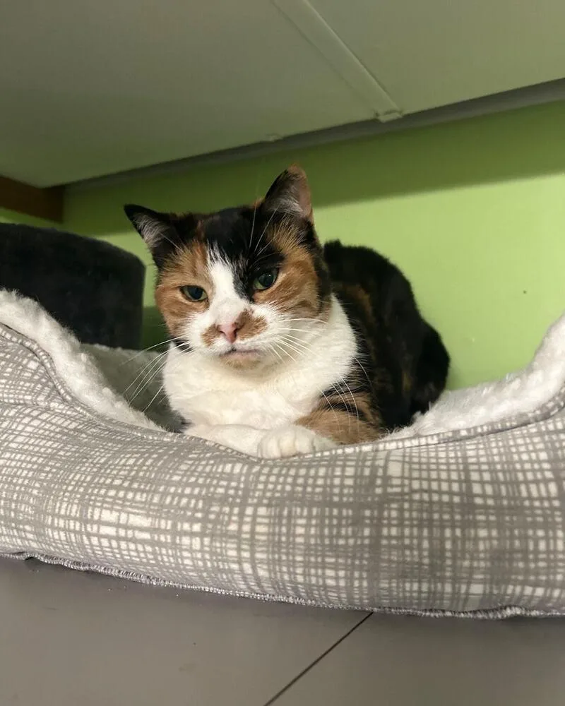 Ducky@ Whisker Room Cat thumbnail 3