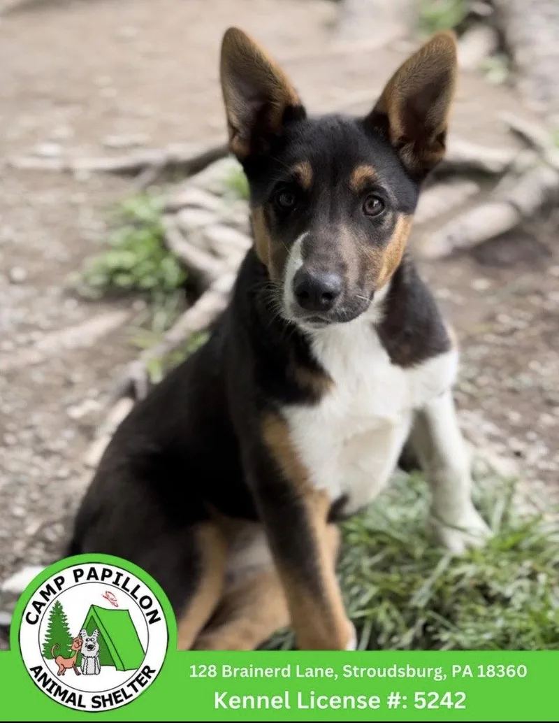 A young medium-sized female Australian Shepherd dog named Furrari for adoption in Stroudsburg, PA
