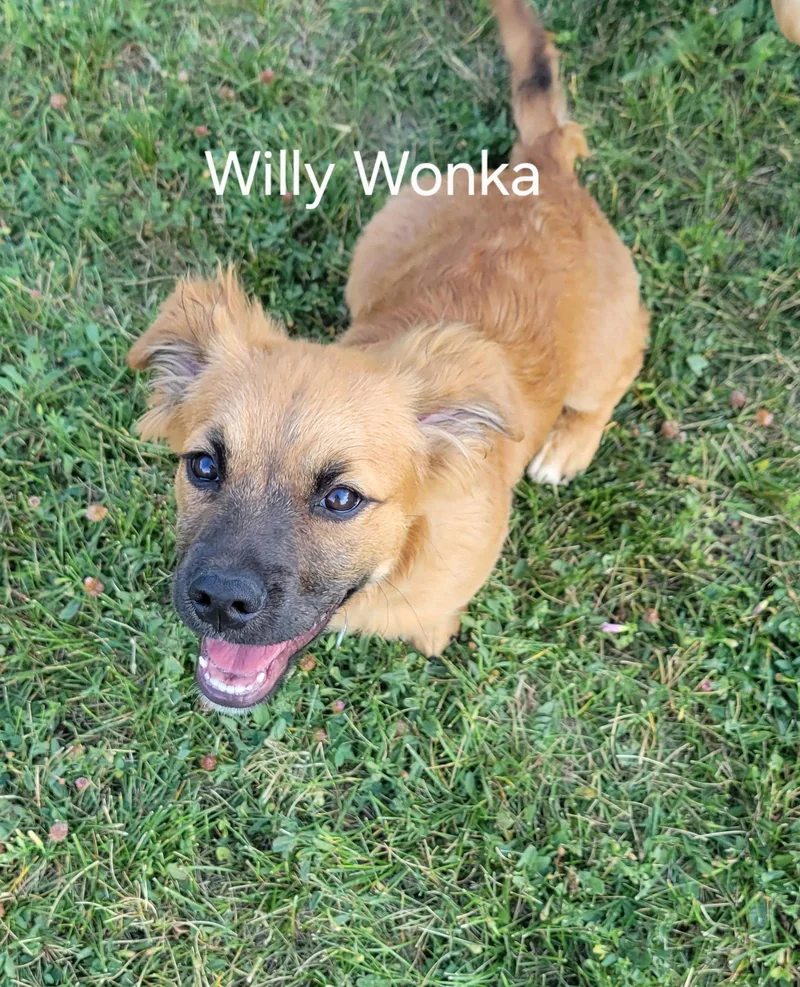 A young medium-sized female Basset Hound dog named Willy Wonka for adoption in Salt Lake City, UT