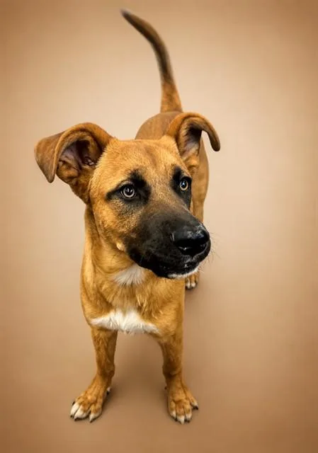 A young medium-sized male German Shepherd Dog dog named Thornton for adoption in Agoura, CA