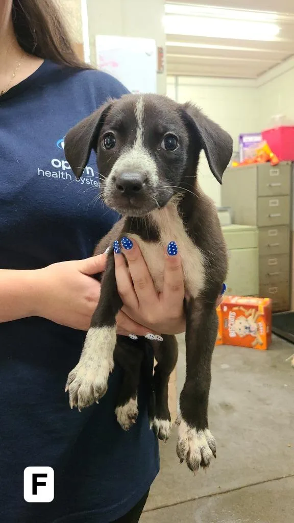 Kiki