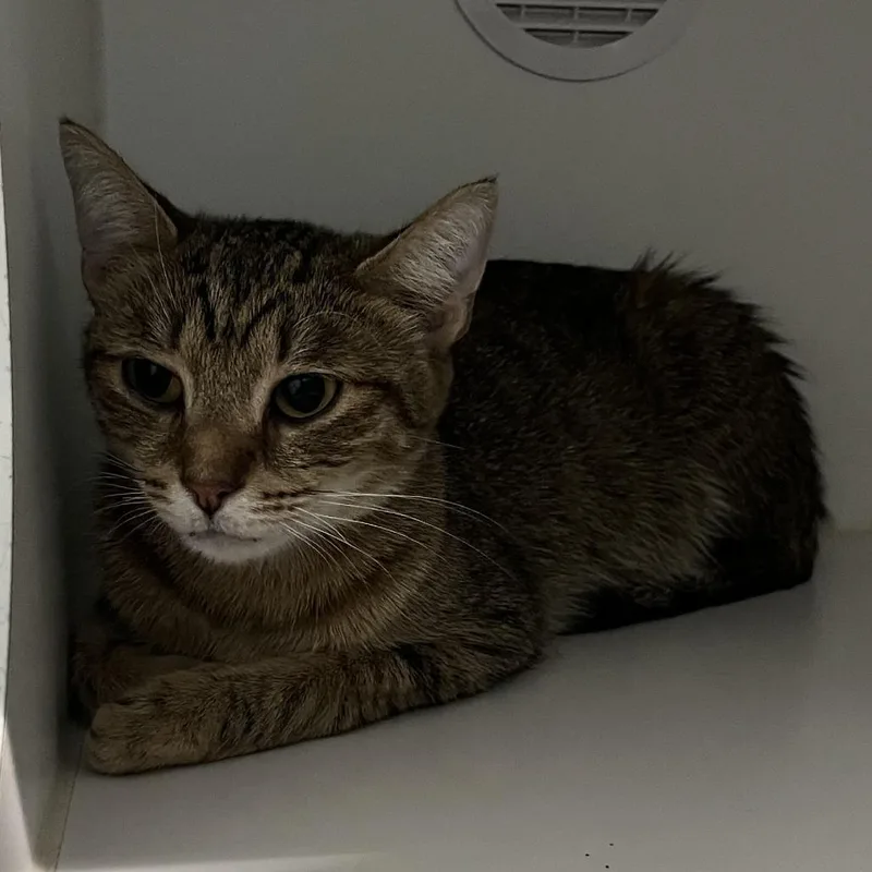 An adult medium-sized female Brown / Chocolate Domestic Short Hair cat named Mazzy Star for adoption in Dearborn, MI
