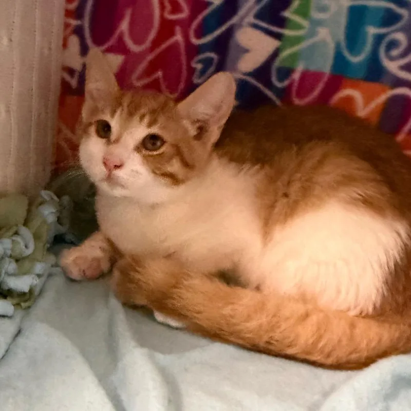 A baby small-sized male Orange / Red Domestic Short Hair cat named Petrie for adoption in Naples, FL