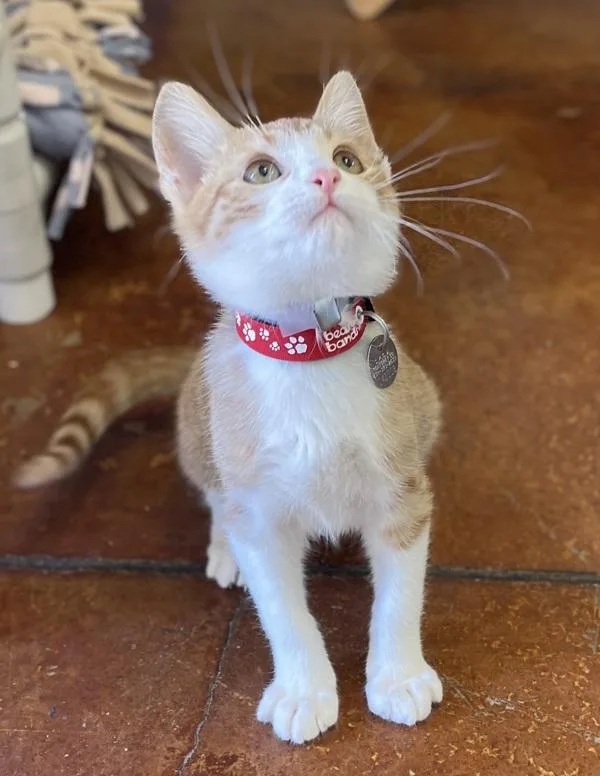 An adult small-sized male Domestic Short Hair cat named Harry Potter for adoption in Monterey, CA