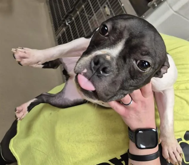 A young small-sized female Pit Bull Terrier dog named Scrabble for adoption in Decatur, IL