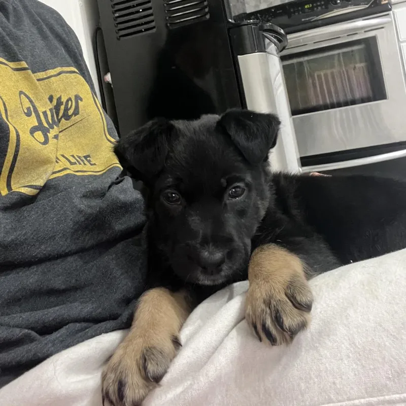 Coal