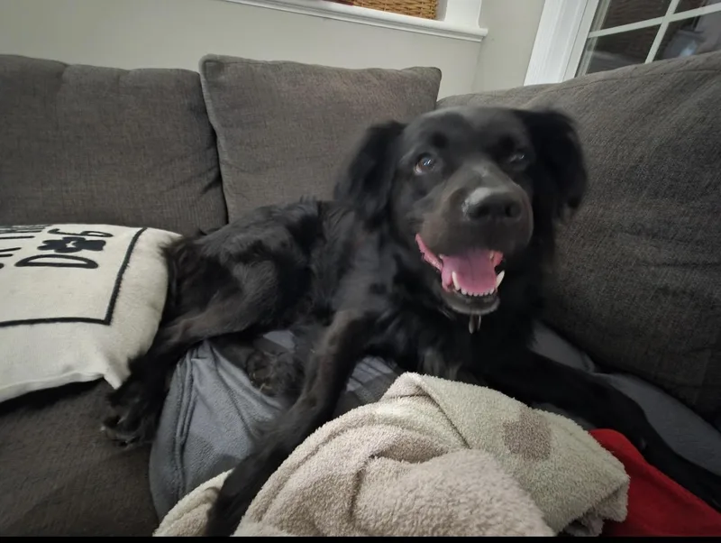 An adult medium-sized male Australian Shepherd dog named Dexter for adoption in Alexandria, VA