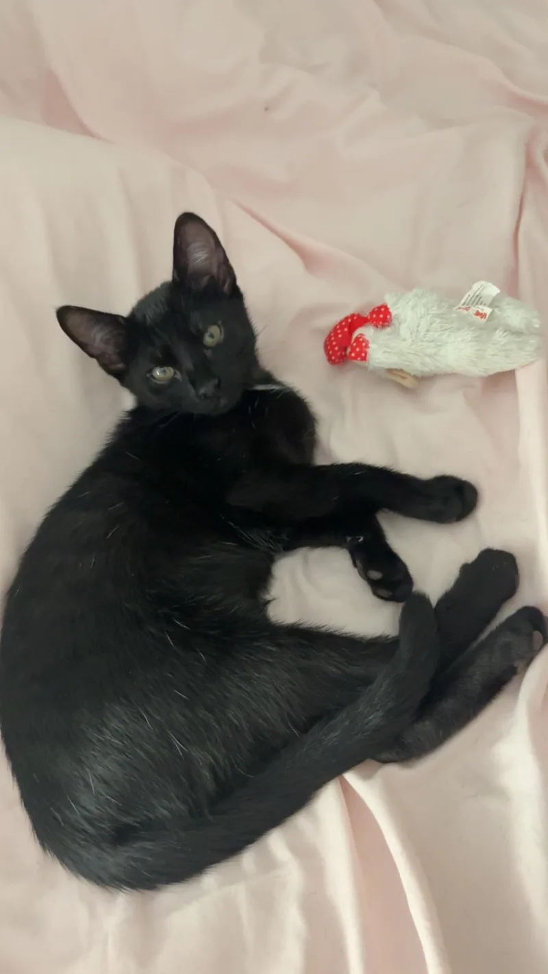 A baby medium-sized female Domestic Short Hair cat named Praline And Truffle for adoption in Tallahassee, FL