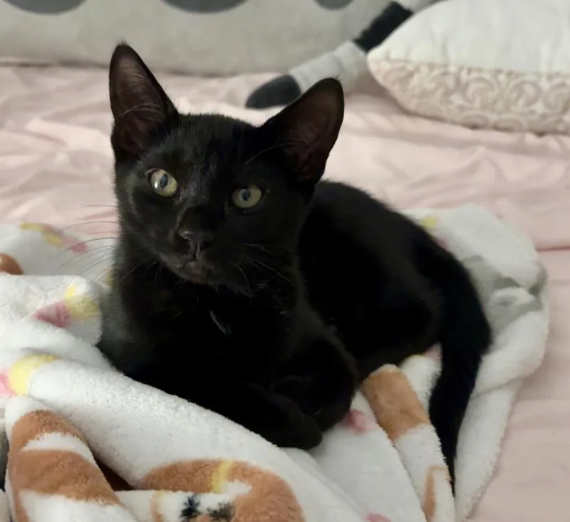 Praline And Truffle thumbnail 3
