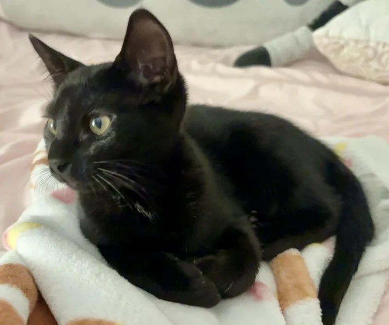 Praline And Truffle thumbnail 4