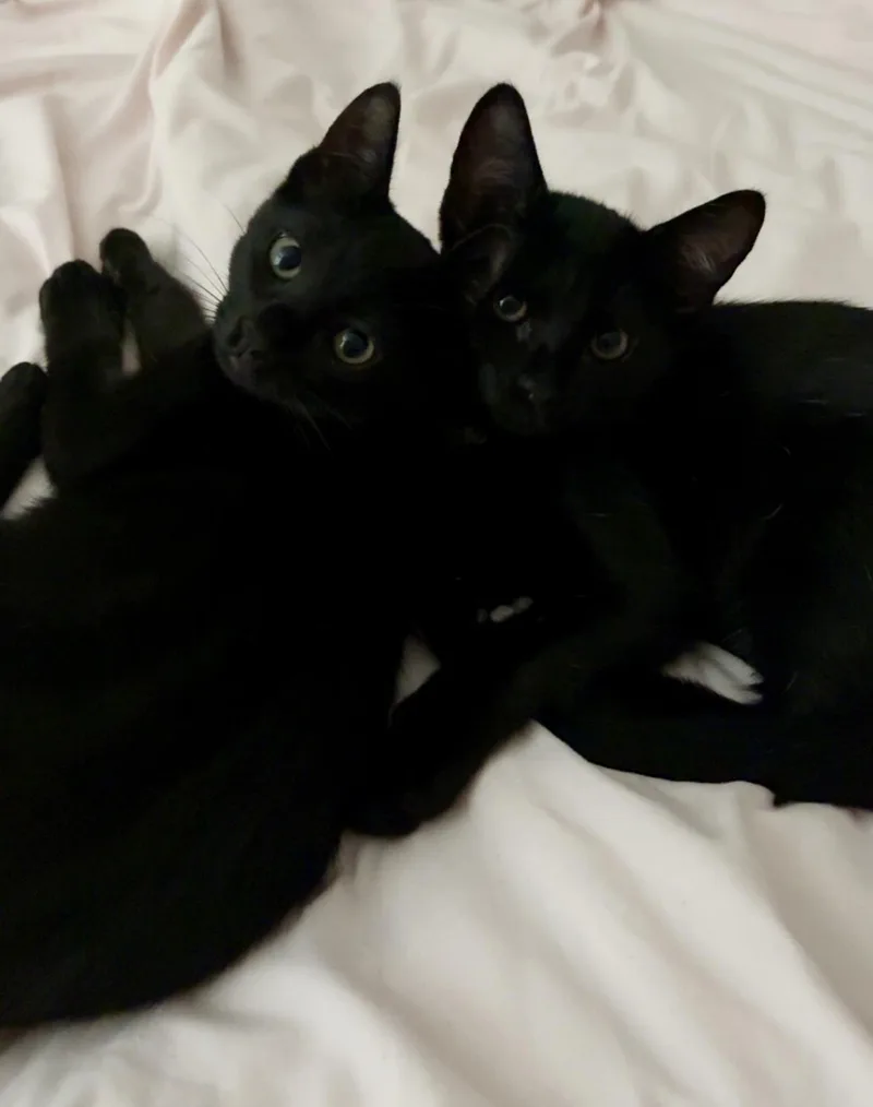 Praline And Truffle thumbnail 5