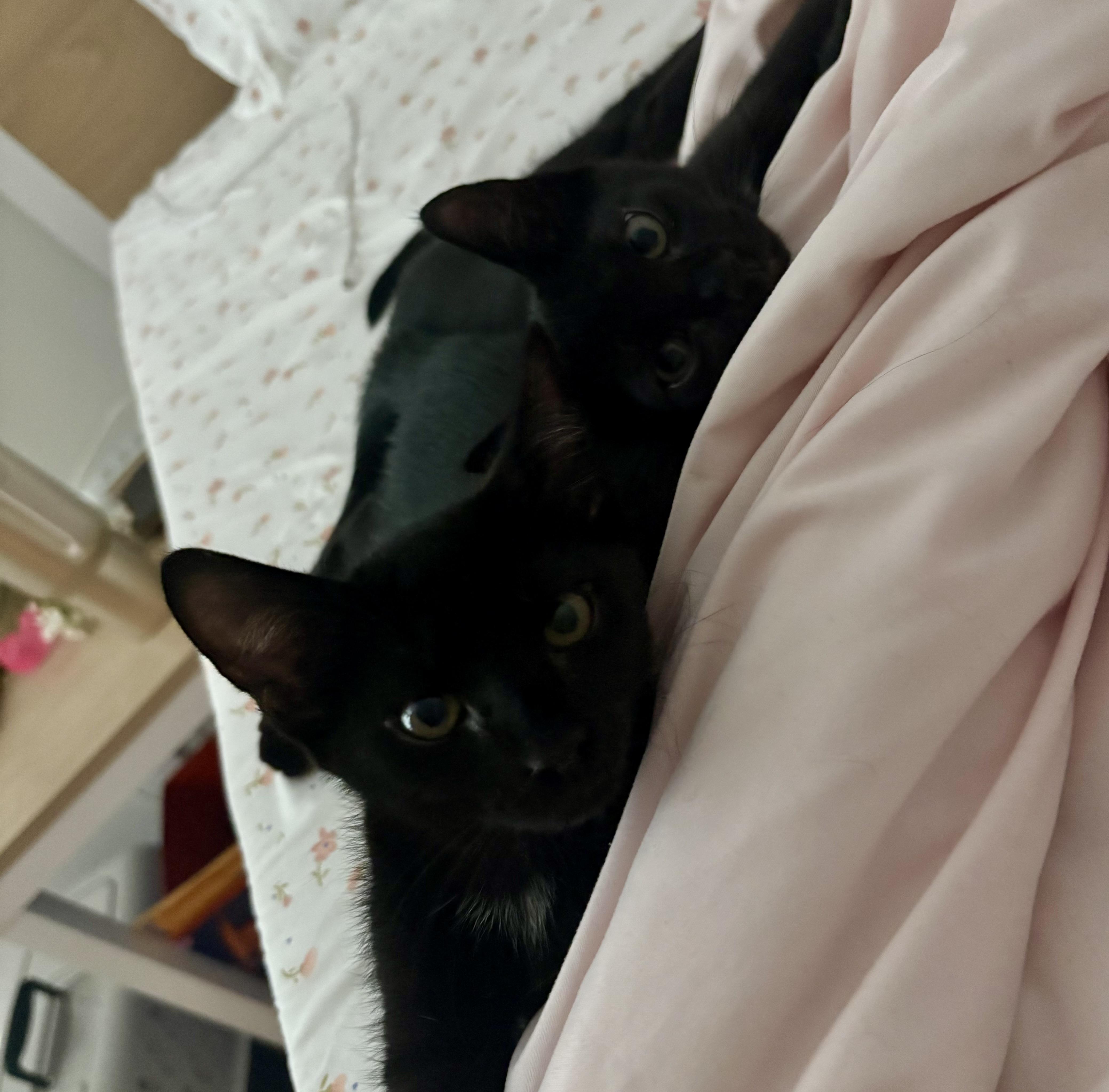Praline And Truffle thumbnail 6